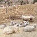 남촌 목장 이미지