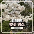 경기도 광주시 대주 작은도서관 | 경기광주 숨은 벚꽃 명소 호국보훈공원 실시간 개화 상태와 주차 꿀팁