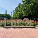 송도 해돋이공원 배드민턴장 | 송도 해돋이공원 장미축제 분위기 제대로🌹 지금 딱 예쁜 장미명소 후기