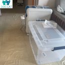 밤비동물병원 | 청주 반려동물 산소방 설치｜호흡곤란 겪던 기니피그 밤비, 집에서 숨을 되찾다