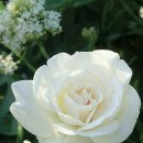 하늘나라식당 이미지