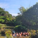 한성기린프라자 앞 | 푸꾸옥 빈펄 사파리 기린먹이주기, 주키퍼 체험 후기, 5살 10살 형제체험