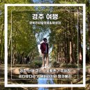 첨성대 화장실 | [경주 여행] 경북천년숲정원&amp;첨성대 :: 경주 산책 코스 / 포토존 / 주차장 / 외나무다리 / 해바라기...