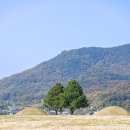 점곡초등학교 | 경북 의성 가볼만한 곳 금성면 고분군 조문국고분전시관 사촌마을 점곡초등학교 최치원문학관