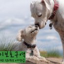 개린이 보호구역 이미지