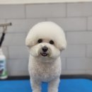 몽슈피스 이미지