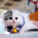 캣프렌즈 이미지