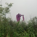 정재목장 Daum카페