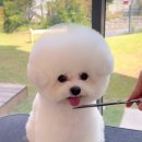 애니살롱 본점 이미지