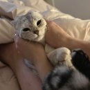 호순네집 | 우리집 고양이 집중탐구🐈‍⬛🐈