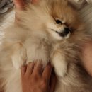 한강동물메디컬센터 | 4살 강아지의 놓쳐버린 유치와 이빨을 7개나 발치해보자(feat.강아지발치수술후기+비용)