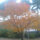 단풍나무짐 이미지