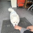 댕댕CLUB 이미지