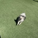 펫티움애견펜션 | 운동장과 수영장이 있는 펫티움 애견펜션 후기