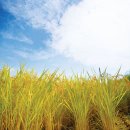 밥이보약 이미지