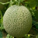 맛디아농장 이미지