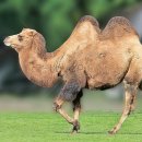 낙타 이미지
