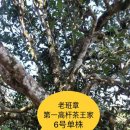 차향 이미지