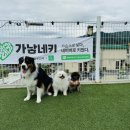 뽀미언니 | 반려동물인플루언서 가낳네키 펫인플 정모 N번째 후기