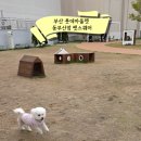 부산 기장 반려견놀이터 롯데아울렛 동부산점 펫스퀘어 가는길, 후기