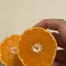 제주브릭스 | 12브릭스 이상 고당도 제주 노지 타이벡 감귤 솔직후기