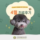 평촌동물병원 | 안양본동물의료센터 4월 진료후기, 평촌24시동물병원