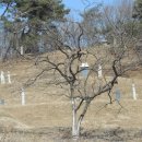 유복립 묘 이미지