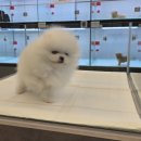 미유펫 강아지분양 고양이분양 전주점 이미지