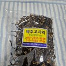 향토오일시장 내 | [제주도 오일장] 작지만 알찬 로컬 감성 뿜뿜, '중문향토오일시장' 방문기 (장날/주차/먹거리 정보)
