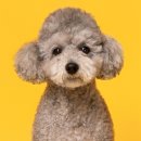 애견백화점 동탄점 | 반려견 프로필 사진 촬영 꼬순내헌터즈 동탄 롯데백화점 팝업 내돈내산 후기