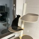 오로라 캣 | [고양이 캣폴] 튼튼한 고양이 캣타워 가르르 오로라캣폴 원목캣폴 내돈내산 후기 :)