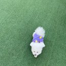 도그-in 하우스 이미지