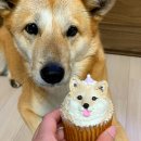 몽또 | 부천 정성 가득한 반려동물 수제 간식 매장 몽또