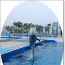 거제도 가볼만한곳/대한민국 최대의 돌고래 체험시설인 거제 씨월드 이미지