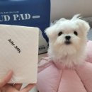 졸리젤리 이미지