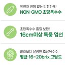 초당옥수수 농장 직송! 제철에 꼭 먹어야 할 여름 간식