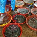 싱싱활어천국 이미지