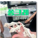 주공세탁전문점 | 광주파충류샵 크레스티드게코전문샵 쏭크레