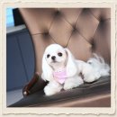 감동 | 매탄4동애견교배 성공적이었어요 감동후기