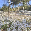 구절암 | 2024 공주 구룡사 구절초축제(2024.10.24. 아침 방문후기)/공주 가볼만한곳/공주 축제/공주 가을/공주여행