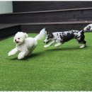 애견천국 이미지