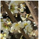 매화꽃민박 이미지