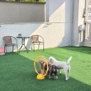 리츠펫 선물 | 동탄 리츠펫 | 애견카페 단골 말티푸의 깊은 믿음! 6미리 스포팅 곰돌이컷 후기!