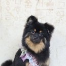 애견미용 이미지