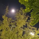 양주 나리농원 천일홍 축졔 (FESTA) 풍경사진. 4종편 이미지