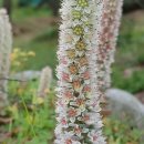 소희꽃농원 이미지