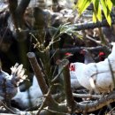 숲속청계농장 이미지