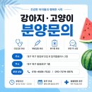 성심동물병원 | 경주고양이분양 아메리칸숏헤어 보자마자 마음 정리됐던 후기