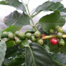 스트레스 해소 피부암을 예방하는 커피나무,열매,효능 - 이미지