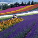 北海道는 '라벤더(lavender)천국' 벌떼처럼 많은 전 세계 관광객들을 불러모으는 유명한 관광명소 이미지